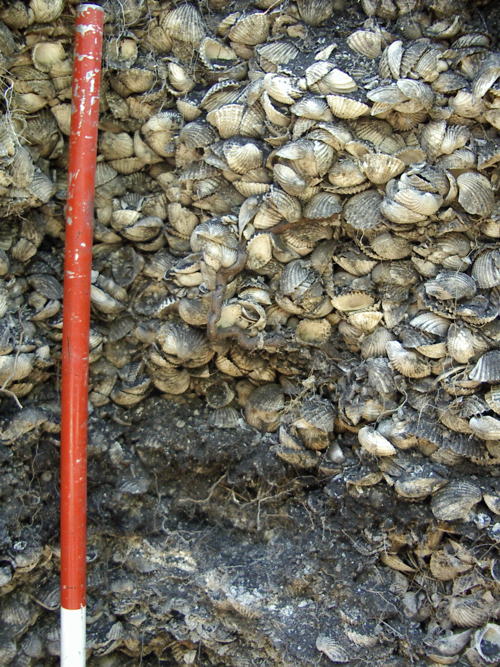 Inside a shell mound