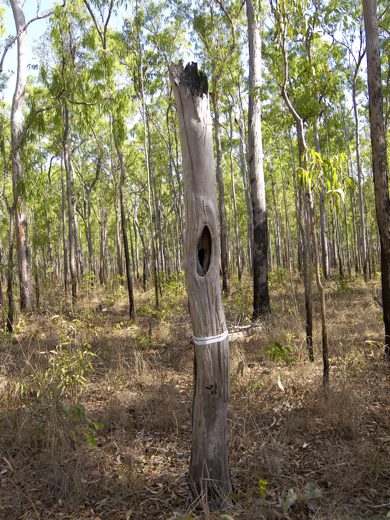 Scarred tree