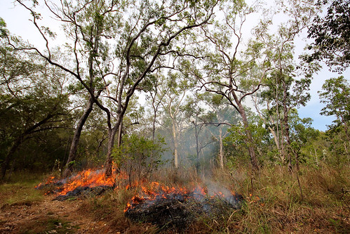 Cleaning up with fire in preparation for field surveys