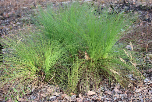 Grass tree on the mission site